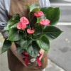 Red Anthurium Plant in Glass Vase