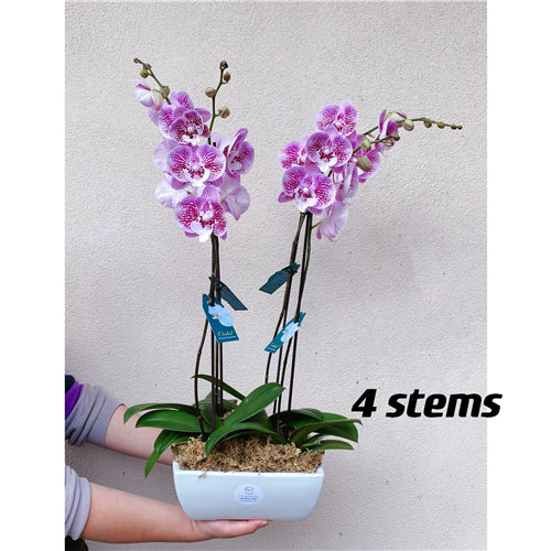Phalaenopsis Orchid (White) 70cm