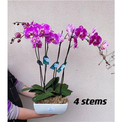 Phalaenopsis Orchid (White) 70cm
