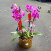 4 Stems x Large Phalaenopsis Potted Orchid (75-80cm)