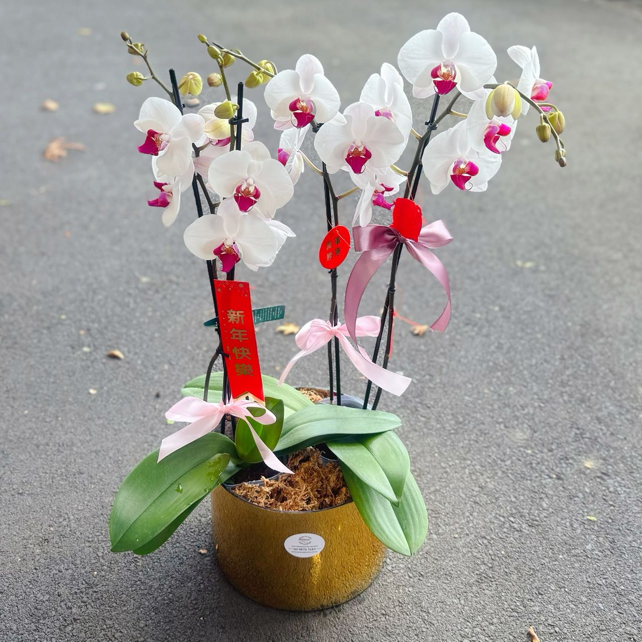 4 Stems x Large Phalaenopsis Potted Orchid (75-80cm)