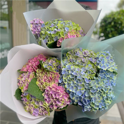 Bouquet of #Hydrangeas