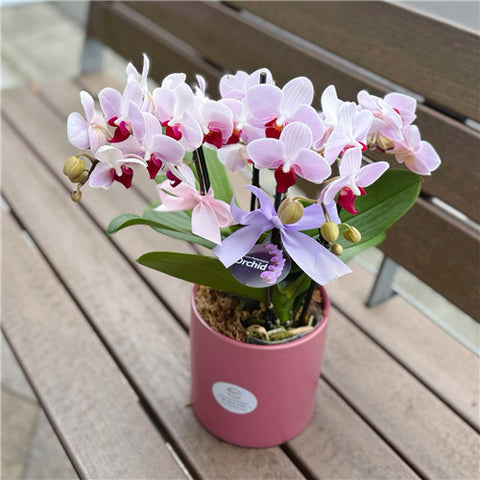 4 Stems x Small Phalaenopsis Potted Orchid (45-50cm)