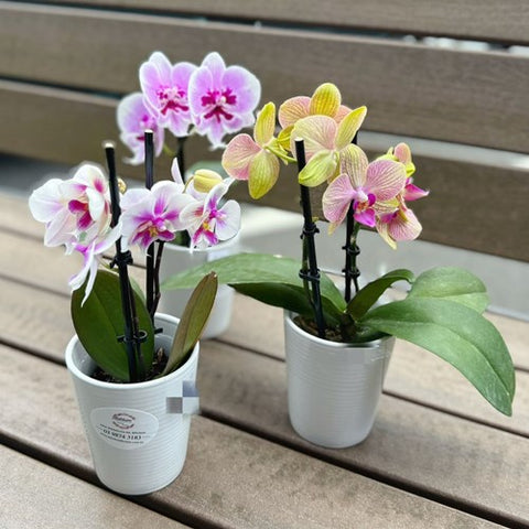 Mini Orchid Potted Plant (Colour)