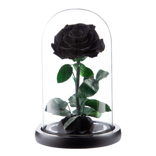 Single Stem Everlasting Preserved Black Rose Glass Dome (20cmH)丨Preserved Flowers丨Dry Flowers Melbourne