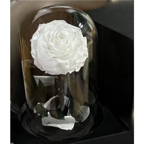 Single Stem Everlasting Preserved White Rose Glass Dome (20cmH)丨Preserved Flowers丨Dry Flowers Melbourne