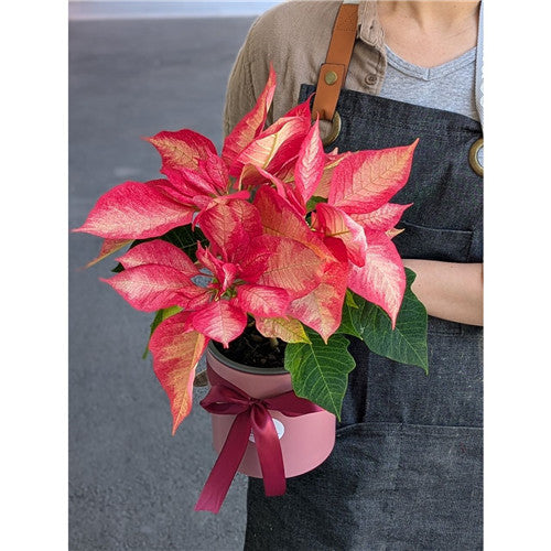 Plant #Poinsettia