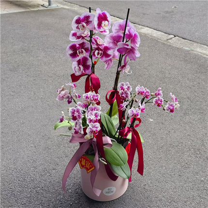 2x Large & 4x Small Phalaenopsis Potted Orchid (60cm)