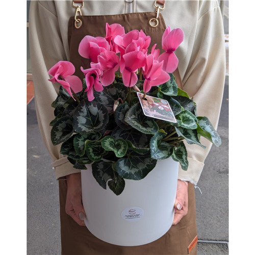 Plant # Large Cyclamen & Pot