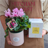Plant # Small Cyclamen Gift Bundle