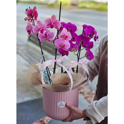 4 Stems x Large Phalaenopsis Potted Orchid (75-80cm)