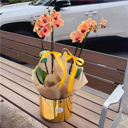 4 Stems x Large Peach colour Phalaenopsis Potted Orchid (75-80cm)