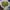 Bouquet of #Sunflowers (Large)