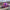 Funeral Casket Spray Flowers #2 80-120cm Seasonal Pink & Purple丨Funeral Flowers delivery Melbourne