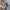 Neutral Everlasting Preserved Flower Basket丨Preserved Flowers丨Dry Flowers Melbourne