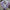 Graduation Flowers丨Purple Preserved Everlasting Flowers & Graduation Teddy Bouquet