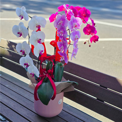 3 Stems x Extra Large Phalaenopsis Potted Orchid (75-80cm)
