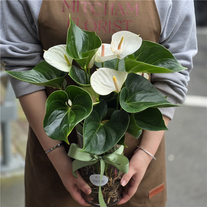 Red Anthurium Plant in Glass Vase