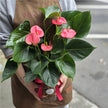 Red Anthurium Plant in Glass Vase