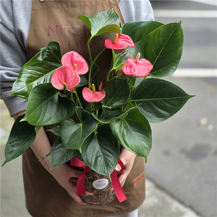 Red Anthurium Plant in Glass Vase