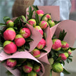 Coral Peonies