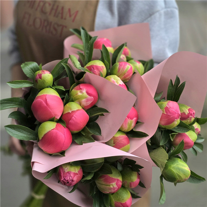 Coral Peonies