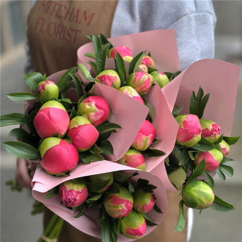 Coral Peonies