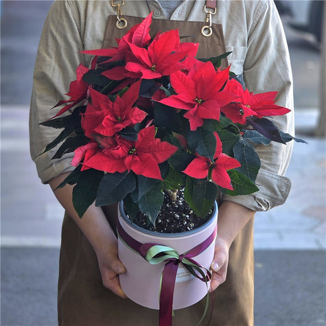 Plant #Poinsettia Large