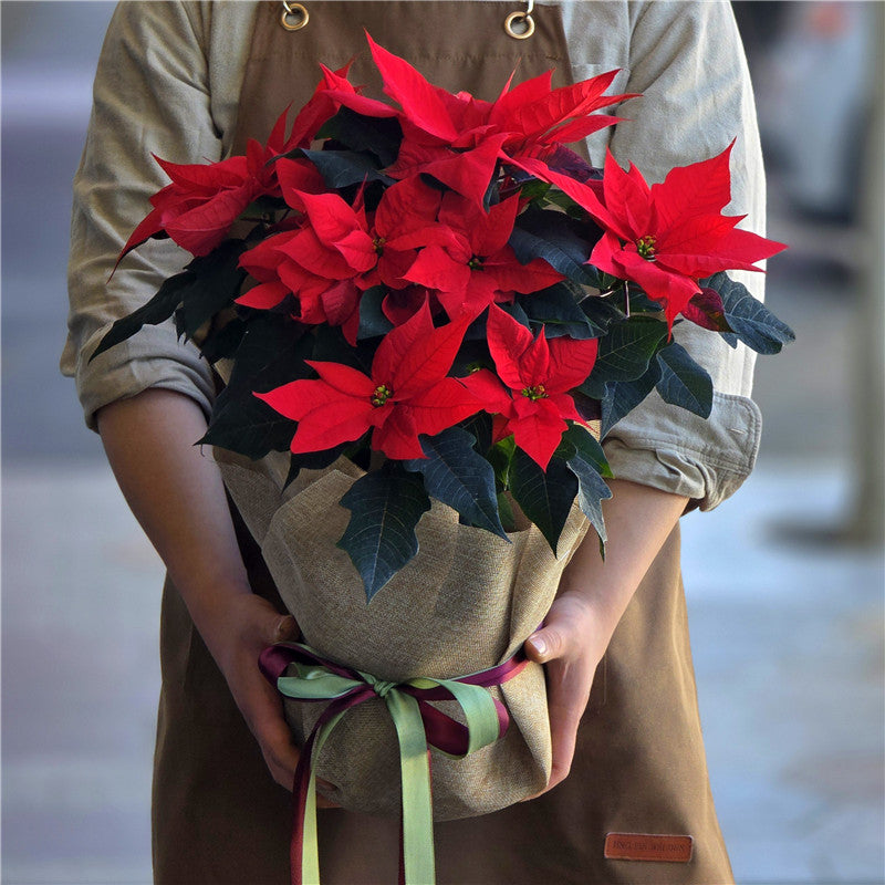 Plant #Poinsettia Large