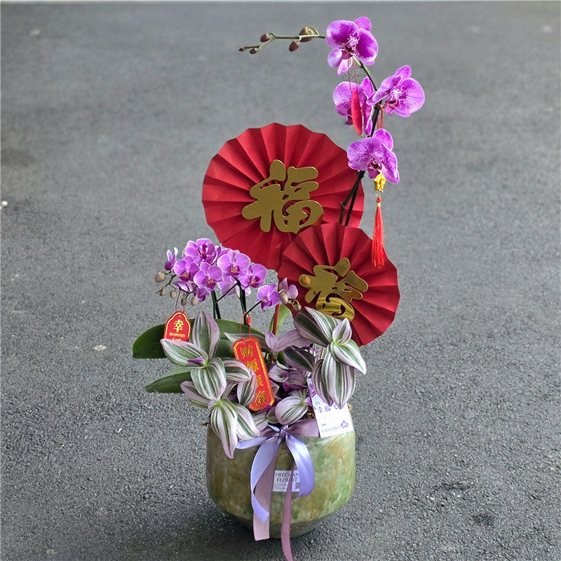 #6CNY 1 x Extra Large & 2 Small Phalaenopsis Orchids & Tradescantia in Porcelain from Jingdezhen (80cm)丨墨尔本年宵花蝴蝶兰丨Lunar New Year Flowers丨Chinese New Year Flowers丨墨尔本新年花