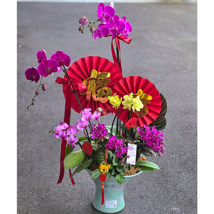 #7CNY 2 x Extra Large & 8 Small Phalaenopsis Orchids & Peperomia & Calathea in Porcelain from Jingdezhen (100cm)丨墨尔本年宵花蝴蝶兰丨Lunar New Year Flowers丨Chinese New Year Flowers丨墨尔本新年花