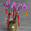 #5CNY 3 Stems x Extra Large Phalaenopsis Potted Orchid (75-80cm)丨墨尔本年宵花蝴蝶兰丨Lunar New Year Flowers丨Chinese New Year Flowers丨墨尔本新年花