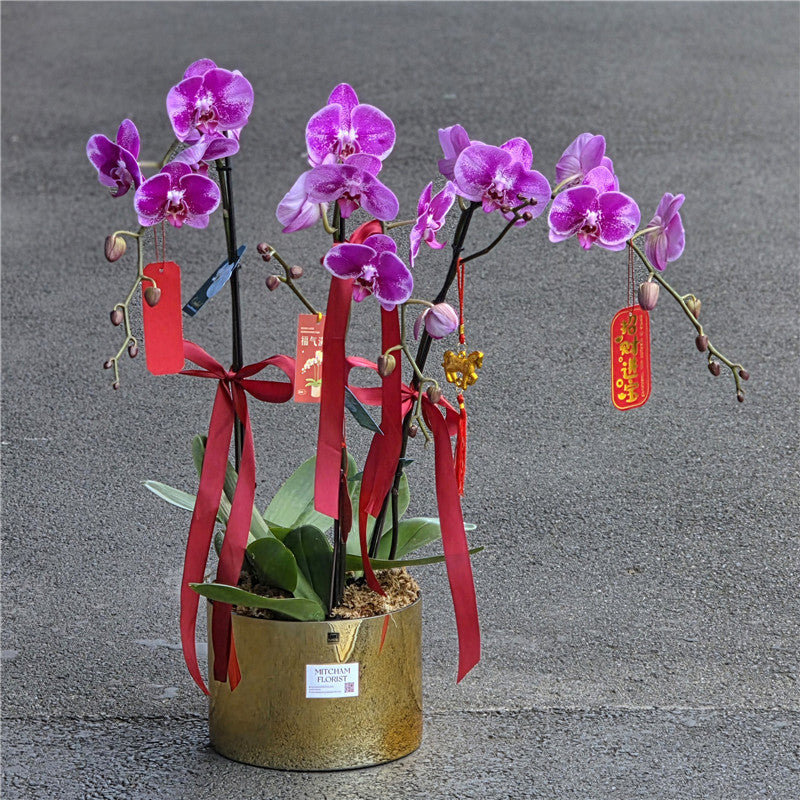 #5CNY 3 Stems x Extra Large Phalaenopsis Potted Orchid (75-80cm)丨墨尔本年宵花蝴蝶兰丨Lunar New Year Flowers丨Chinese New Year Flowers丨墨尔本新年花