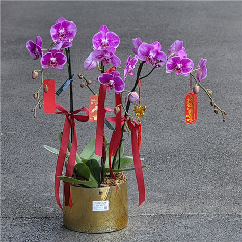 #5CNY 3 Stems x Extra Large Phalaenopsis Potted Orchid (75-80cm)丨墨尔本年宵花蝴蝶兰丨Lunar New Year Flowers丨Chinese New Year Flowers丨墨尔本新年花