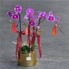 #5CNY 3 Stems x Extra Large Phalaenopsis Potted Orchid (75-80cm)丨墨尔本年宵花蝴蝶兰丨Lunar New Year Flowers丨Chinese New Year Flowers丨墨尔本新年花