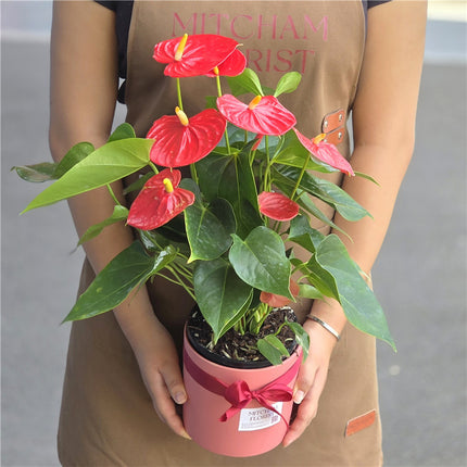 Red Anthurium Plant in Pot 50cm