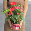 Red Anthurium Plant in Pot 50cm