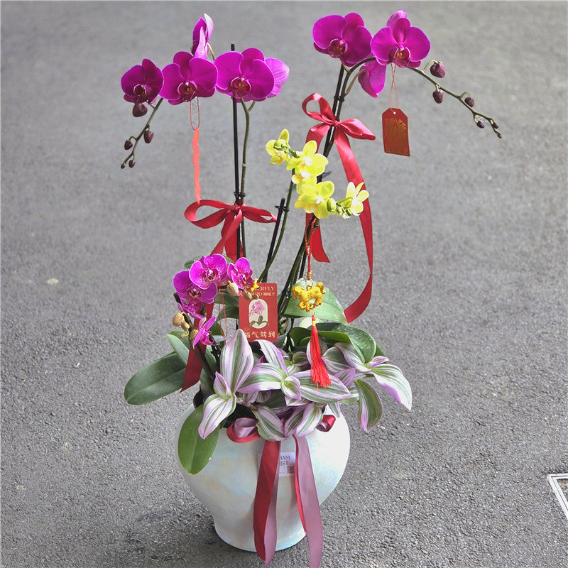 #9CNY 2 x Extra Large & 4 Small Phalaenopsis Orchids & Tradescantia in Porcelain from Jingdezhen (85cm)丨墨尔本景德镇陶瓷系列蝴蝶兰