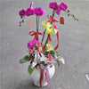 #9CNY 2 x Extra Large & 4 Small Phalaenopsis Orchids & Tradescantia in Porcelain from Jingdezhen (85cm)丨墨尔本景德镇陶瓷系列蝴蝶兰
