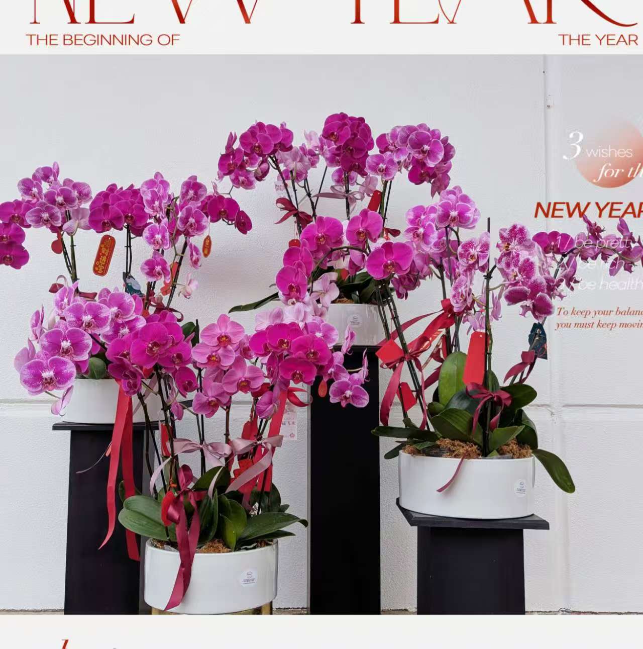 #10CNY 6 x Extra Large Phalaenopsis Orchids (75cm)丨墨尔本蝴蝶兰