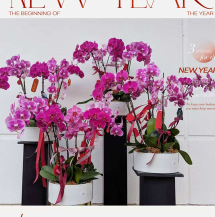 #10CNY 6 x Extra Large Phalaenopsis Orchids (75cm)丨墨尔本年宵花蝴蝶兰丨Lunar New Year Flowers丨Chinese New Year Flowers丨墨尔本新年花