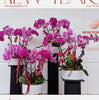 #10CNY 6 x Extra Large Phalaenopsis Orchids (75cm)丨墨尔本蝴蝶兰