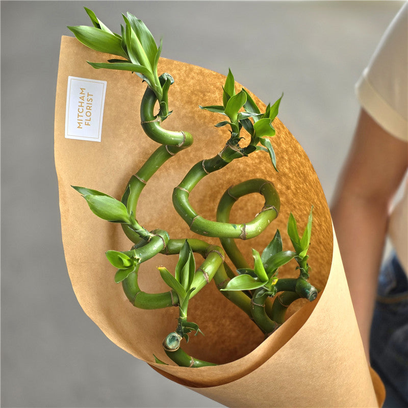 Lucky Bamboo 75-80cm丨富贵竹丨墨尔本新年花
