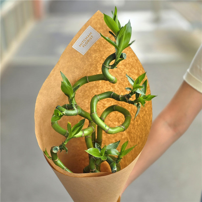Lucky Bamboo 75-80cm丨富贵竹丨墨尔本新年花