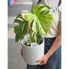 Monstera Thai Constellation Plant 泰斑龟背竹
