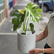 Monstera Thai Constellation Plant 泰斑龟背竹