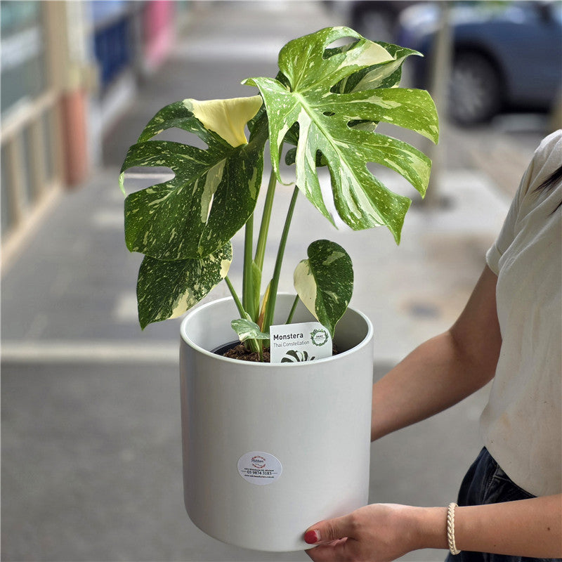 Monstera Thai Constellation Plant 泰斑龟背竹