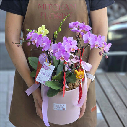 #3CNY 6 x Stems x Small Phalaenopsis Potted Orchid (50cm)丨墨尔本蝴蝶兰