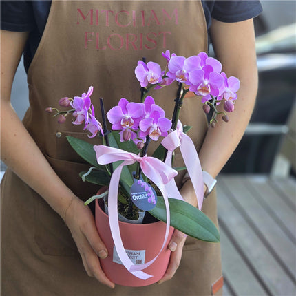 #1CNY 4 Stems x Small Phalaenopsis Potted Orchid (45-50cm)丨墨尔本蝴蝶兰