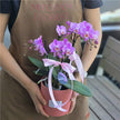 #1CNY 4 Stems x Small Phalaenopsis Potted Orchid (45-50cm)丨墨尔本蝴蝶兰